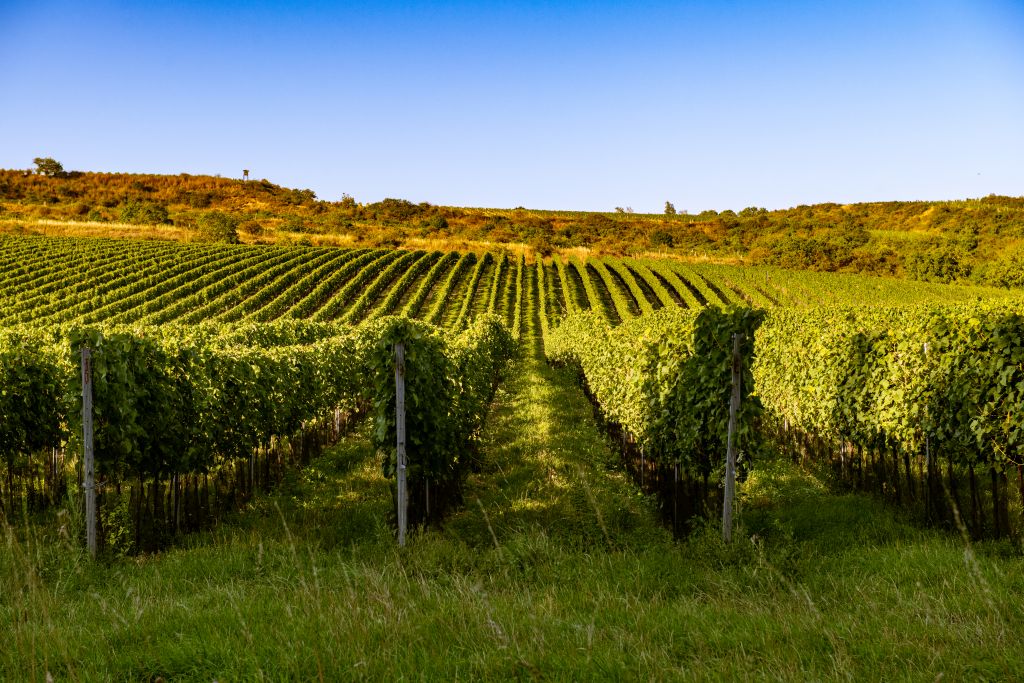 ZWG.WINE